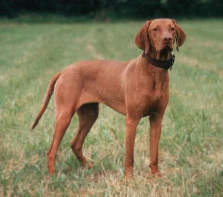 vizsla